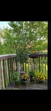 39 Sandybrook Dr in Langhorne, PA - Building Photo - Building Photo