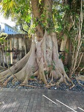 2842 Coconut Ave in Miami, FL - Building Photo - Building Photo