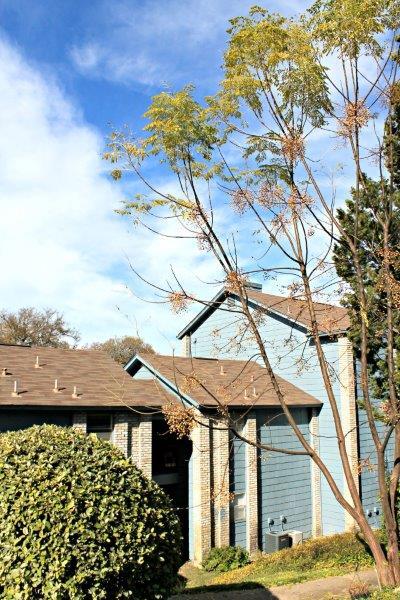 Windwood Apartments in Austin, TX - Foto de edificio - Building Photo