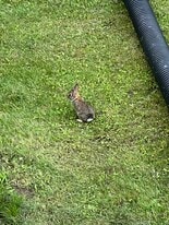 686 Woodward Ave, Unit 1fl  left in Glendale, NY - Building Photo