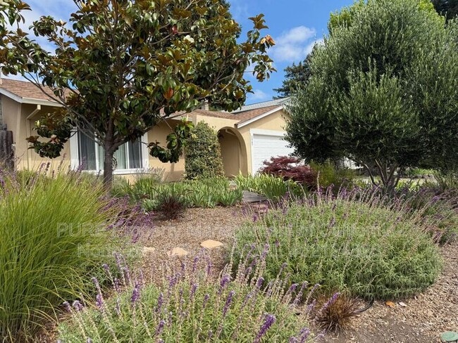 1567 Filippini Way in Petaluma, CA - Building Photo - Building Photo