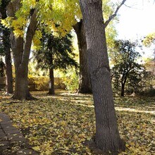 2721 Meadowlark Ave in Fort Collins, CO - Building Photo - Building Photo