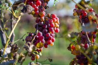 Apartamentos en Westfield, IN