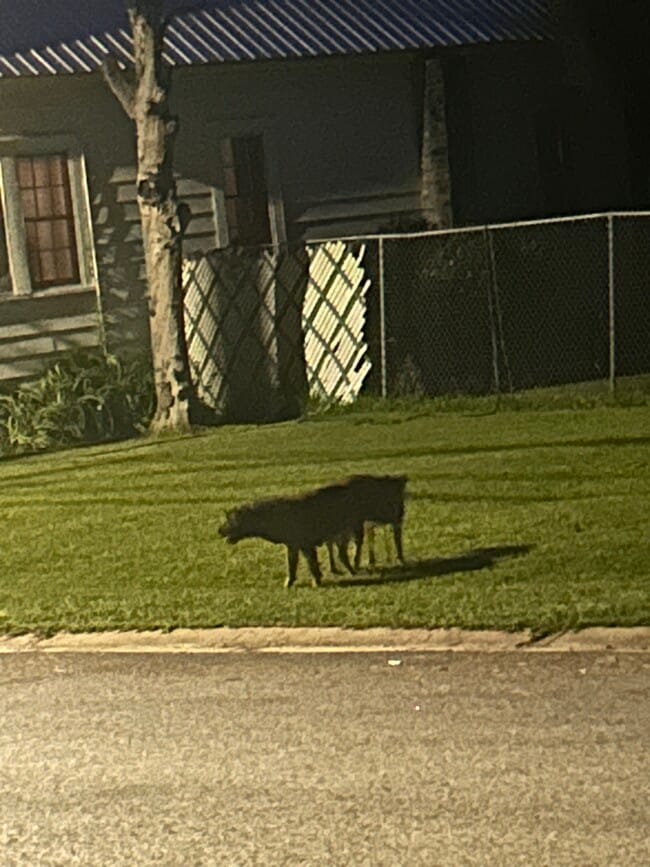 property at 135 Persimmon St