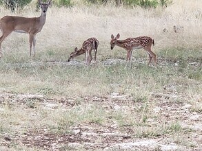 143 River Ranch Rd in Boerne, TX - Building Photo - Building Photo