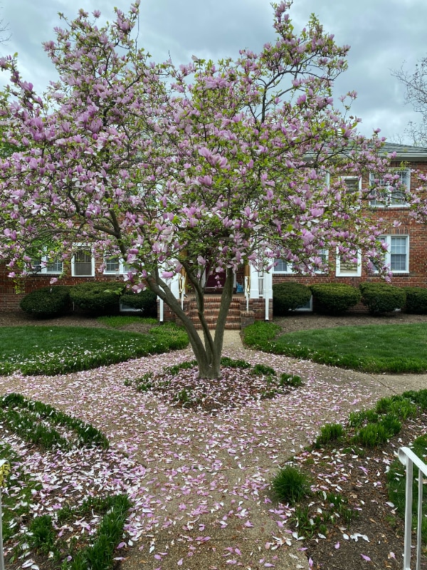 305 E Duncan Ave in Alexandria, VA - Foto de edificio - Building Photo