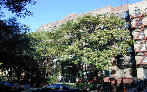 245 Lenox Rd in Brooklyn, NY - Building Photo