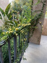 560 N Dodge Blvd in Tucson, AZ - Building Photo - Building Photo