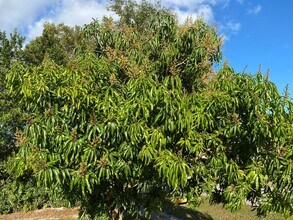 1546 Falmouth Ave in Deltona, FL - Building Photo - Building Photo