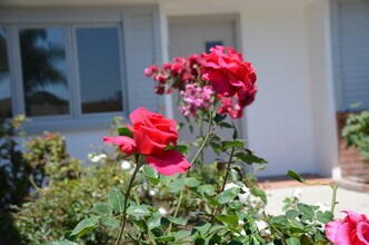 6204 Avenida Ganso in Goleta, CA - Building Photo - Building Photo