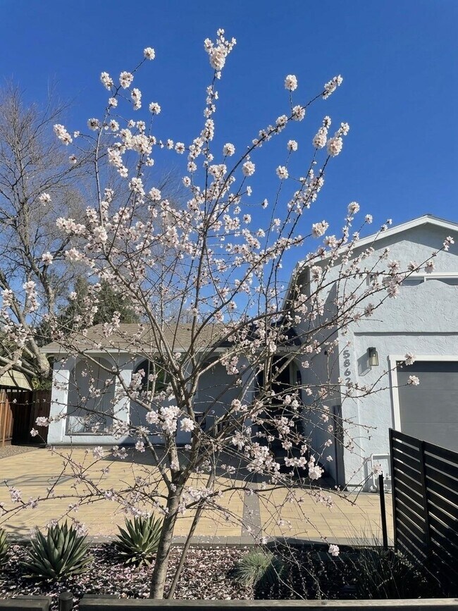 5868 Lean Way in San Jose, CA - Building Photo - Building Photo