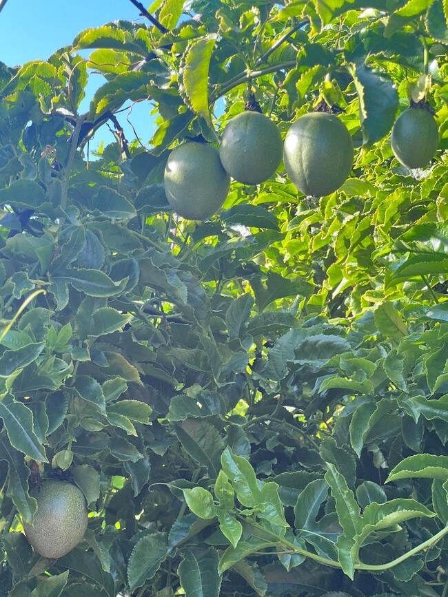 1874 Villa St in Mountain View, CA - Building Photo - Building Photo