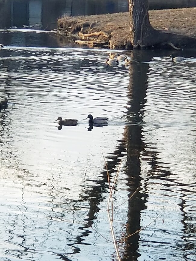 Trianon Apartments & Townhomes