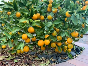 8923 Grandville Cir in Westminster, CA - Building Photo - Building Photo