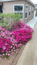4830 Pescadero Ave in San Diego, CA - Building Photo - Building Photo