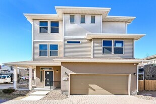 4478 Elegant St in Castle Rock, CO - Building Photo