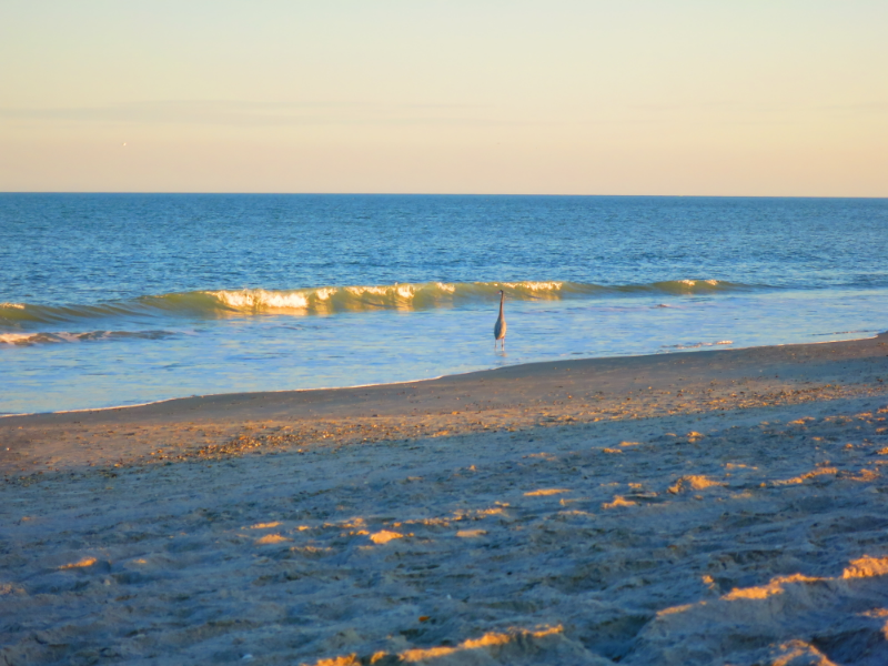 3150 N Atlantic Ave in Cocoa Beach, FL - Building Photo