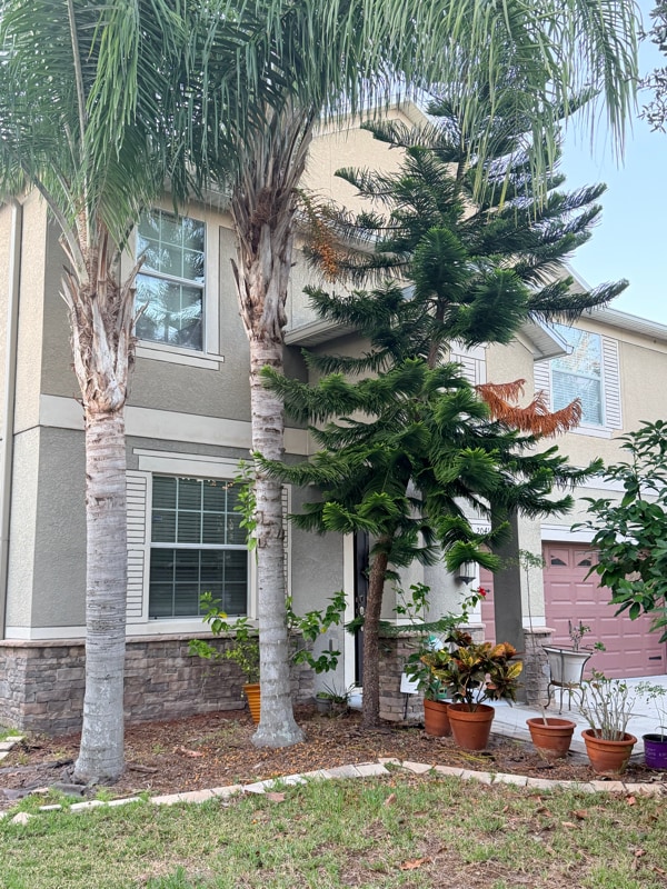 20414 Carolina Cherry Ct in Tampa, FL - Building Photo - Building Photo