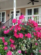 15526 Waterfront Dr in Huntersville, NC - Building Photo - Building Photo