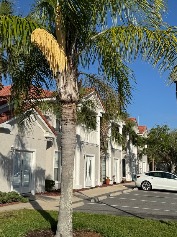 property at 100 Palm Harbor Pkwy