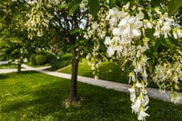 Apartamentos en Chevy Chase, MD