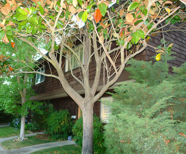 3238-3242 Marlene Dr in Lafayette, CA - Building Photo - Building Photo