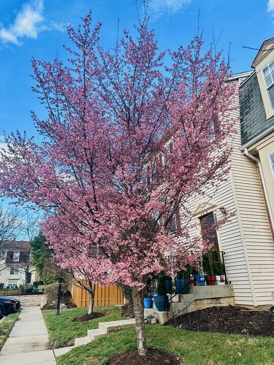 607 Ivy League Ln in Rockville, MD - Building Photo