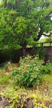 721 Las Colindas Rd in San Rafael, CA - Building Photo - Building Photo