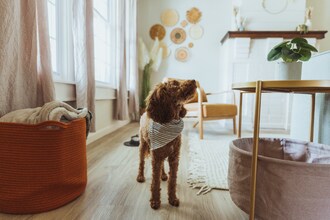 308 Lamont St-Unit -2 in Johnson City, TN - Building Photo - Building Photo