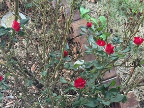 4433 Venticano Pl in Round Rock, TX - Building Photo - Building Photo