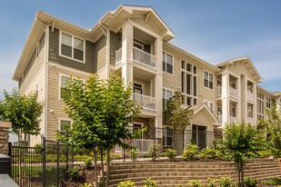 Grand Oak at Town Park