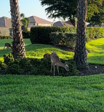 13896 Farnese Dr in Estero, FL - Building Photo - Building Photo