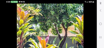 545 Halalai Pl in Kihei, HI - Foto de edificio - Building Photo
