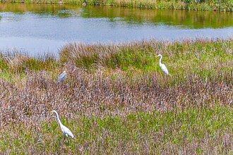 3919 San Jacinto Dr in Galveston, TX - Building Photo - Building Photo