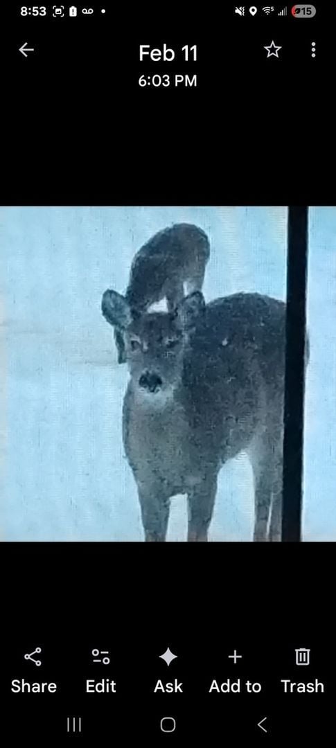 1781 Tyler Rd SE in Kalkaska, MI - Building Photo - Building Photo