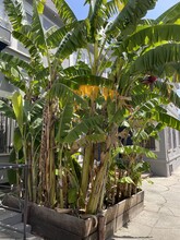 460 N Orange Grove Ave in Los Angeles, CA - Building Photo - Building Photo