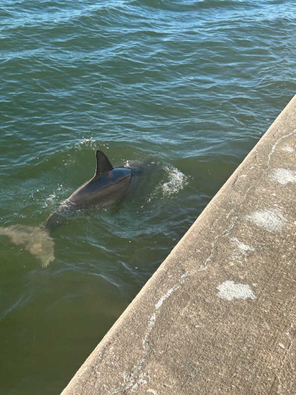 property at 464 N Paula Dr