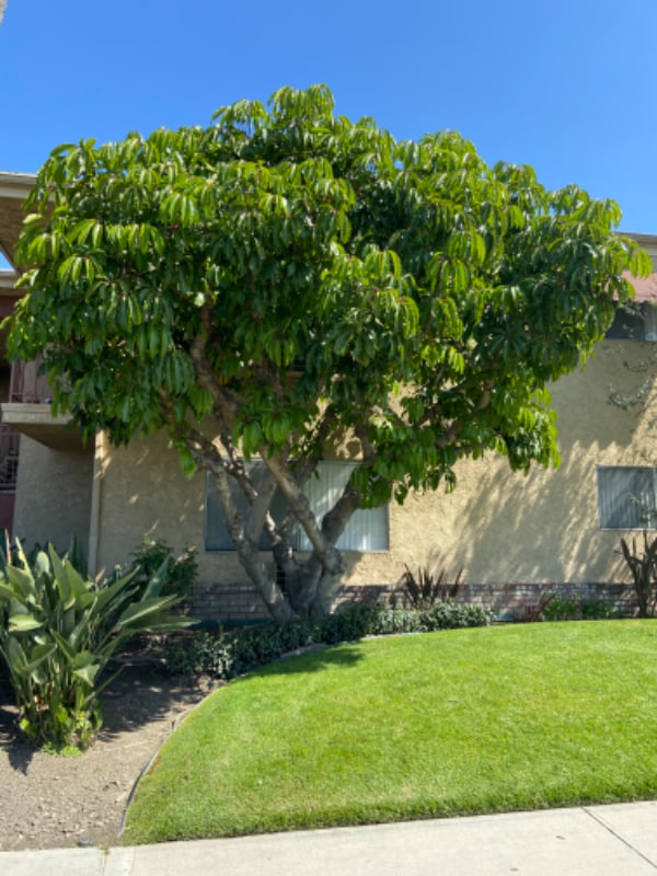 15120 Woodruff Ave-Unit -Upstairs in Bellflower, CA - Building Photo - Building Photo