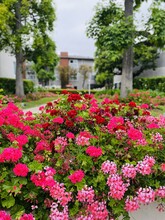 Crepe Myrtle Apartments in South Pasadena, CA - Building Photo - Building Photo