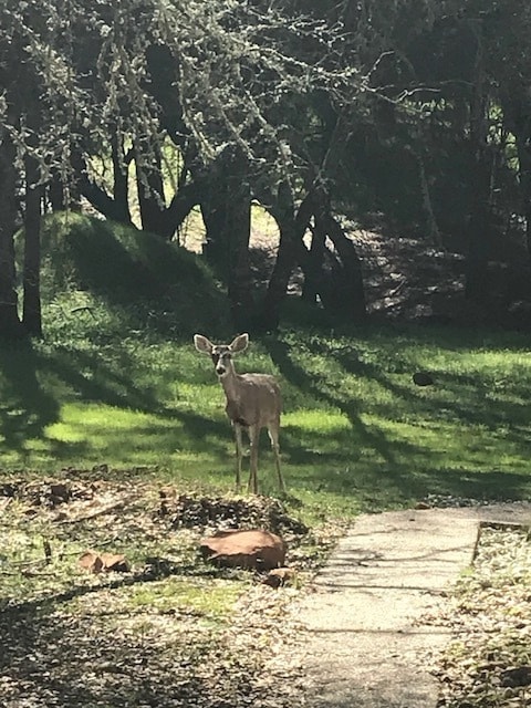 12760 Golden Trout Way in Penn Valley, CA - Building Photo - Building Photo