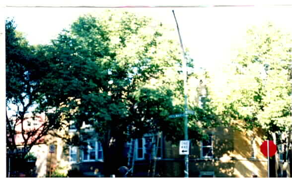 4520 W George St in Chicago, IL - Building Photo - Building Photo