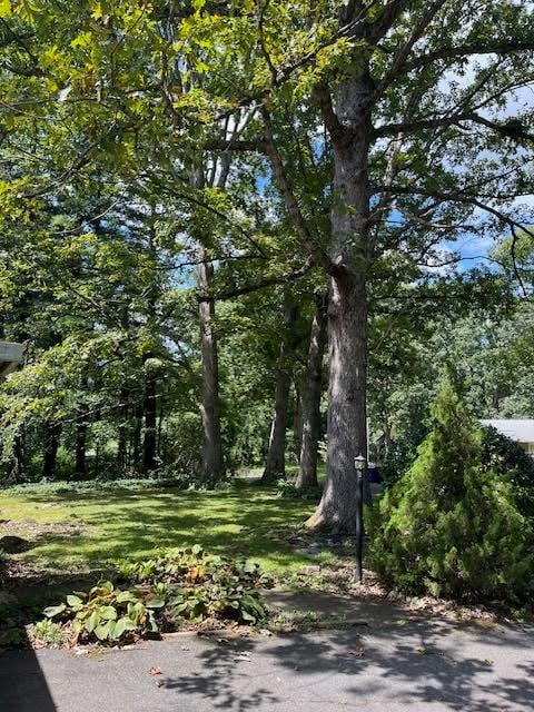3119 Cardinal Ln in Hendersonville, NC - Building Photo - Building Photo