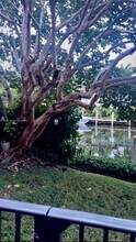 6855 Edgewater Dr in Coral Gables, FL - Building Photo - Building Photo