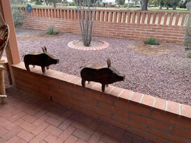 257 E Los Rincones in Green Valley, AZ - Building Photo