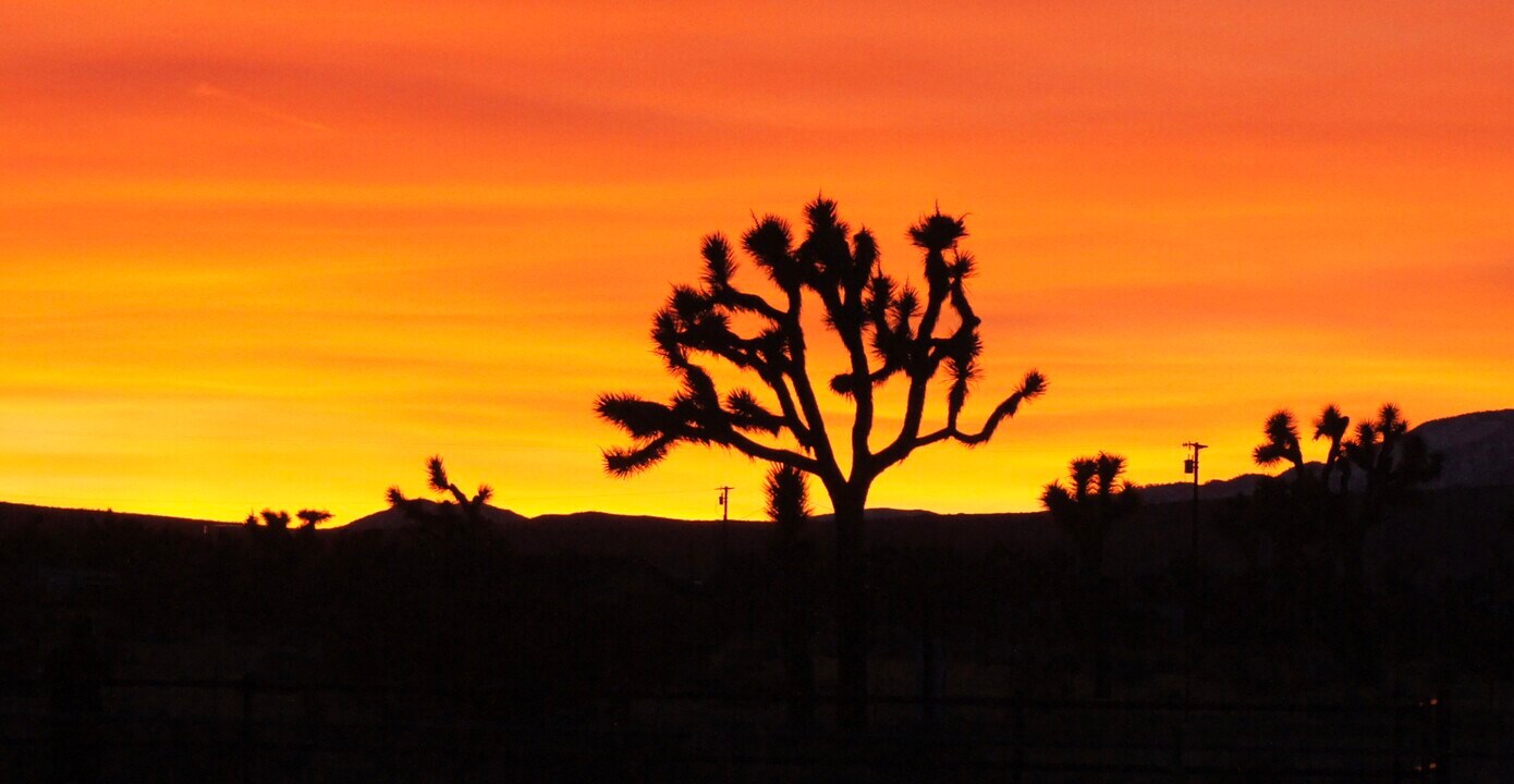 Halter Sunset Village in Joshua Tree, CA - Foto de edificio