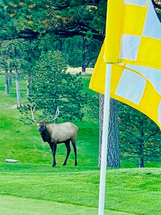 2338 Hearth Dr in Evergreen, CO - Building Photo