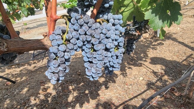 23903 Trail Duster Ct in Perris, CA - Building Photo - Building Photo