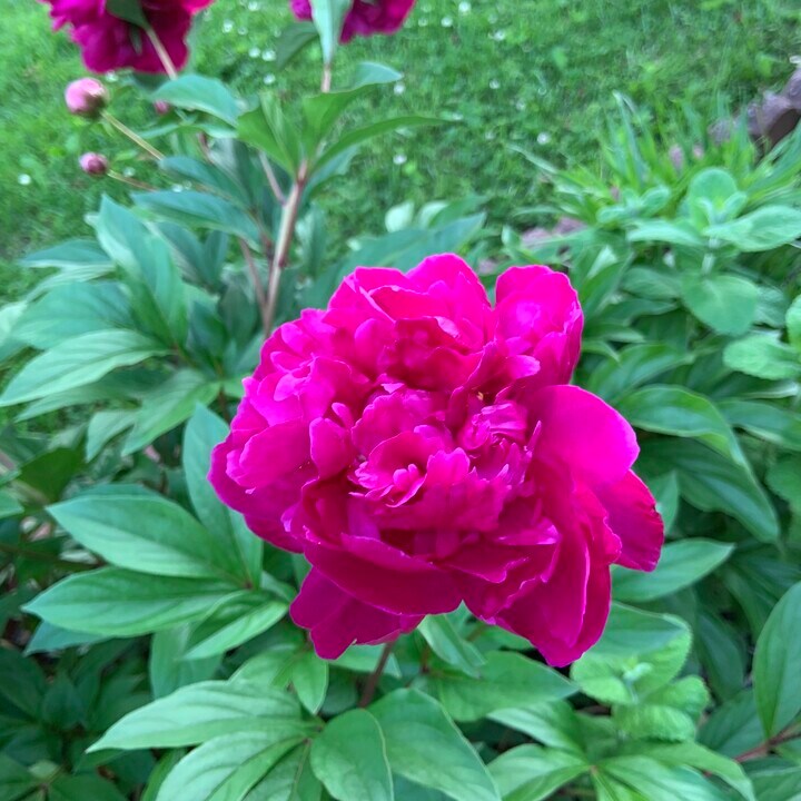 5208 Heming Ave in Springfield, VA - Building Photo