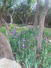 401 Buffalo Speedway in Driftwood, TX - Building Photo - Building Photo