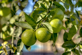 Oasis In The City in Phoenix, AZ - Building Photo - Other